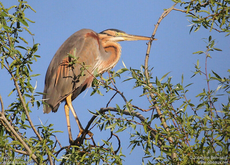 Purple Heron