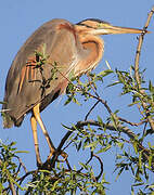 Purple Heron