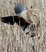 Purple Heron