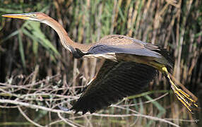 Purple Heron