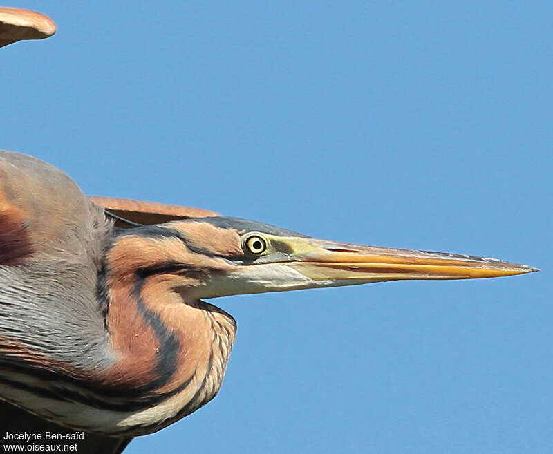 Purple Heronadult breeding, close-up portrait