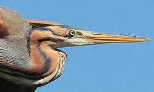 Purple Heron