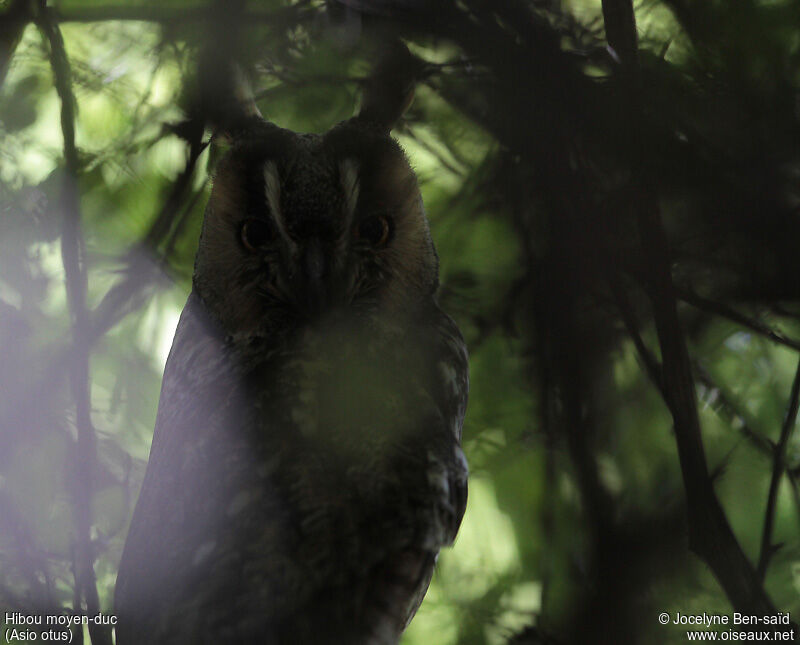 Long-eared Owl