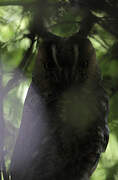 Long-eared Owl