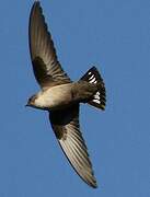 Eurasian Crag Martin