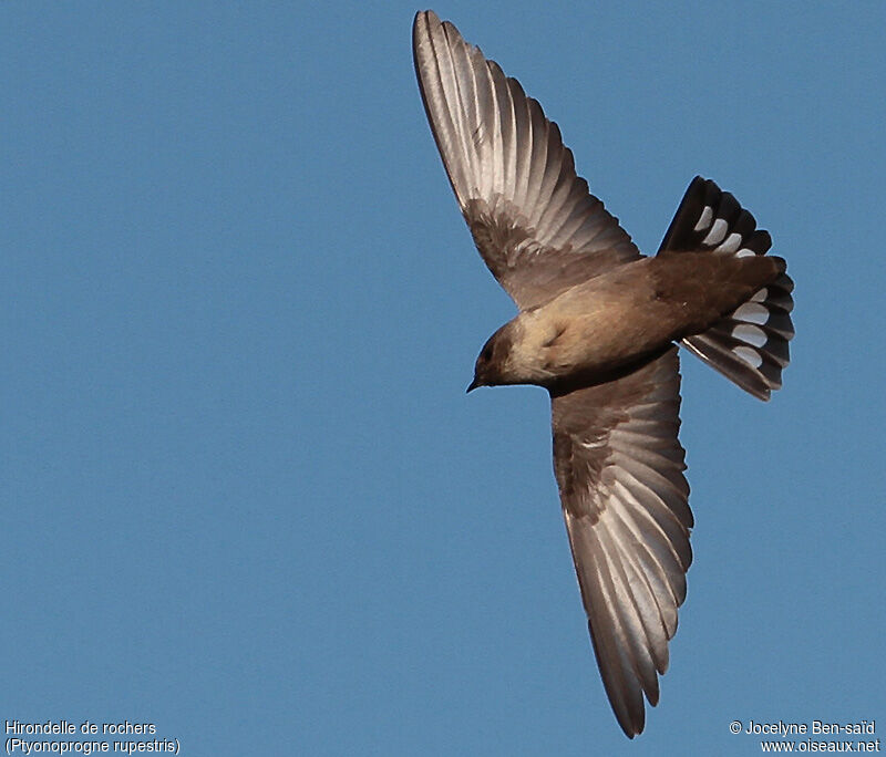 Hirondelle de rochers