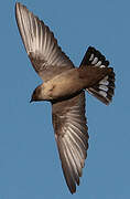 Eurasian Crag Martin