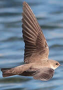 Eurasian Crag Martin