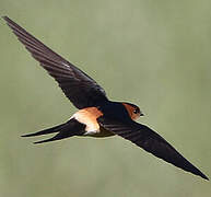 Red-rumped Swallow