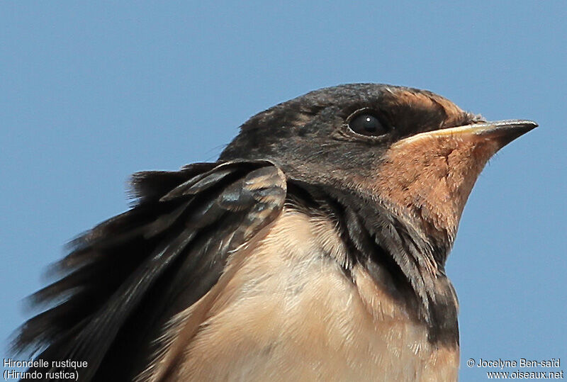 Barn Swallow