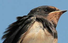 Barn Swallow