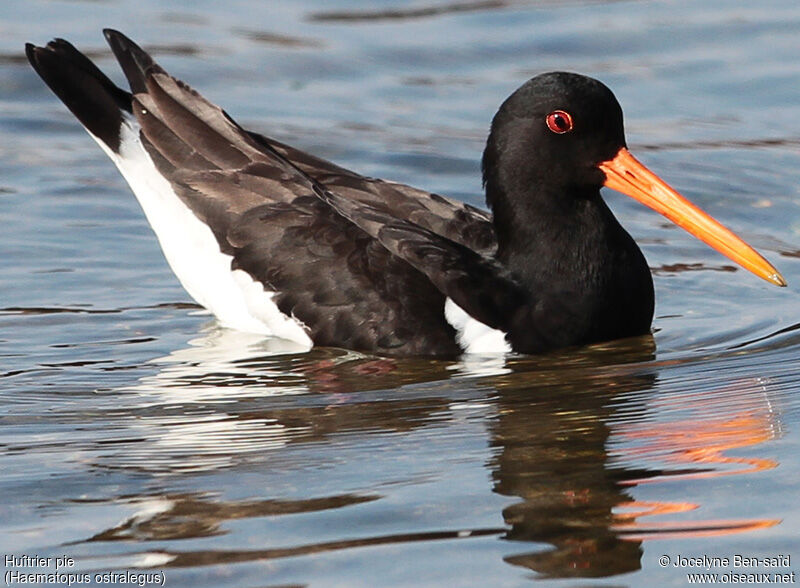 Eurasian Oystercatcher