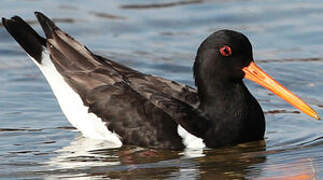 Eurasian Oystercatcher