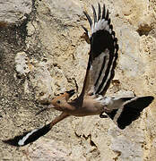 Eurasian Hoopoe