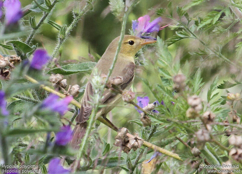 Melodious Warbler