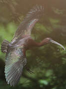 Glossy Ibis