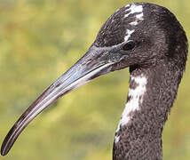 Glossy Ibis