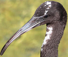 Ibis falcinelle