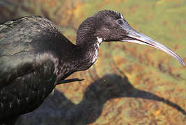 Glossy Ibis