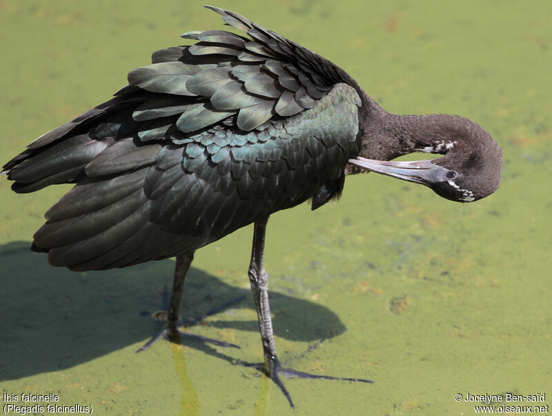 Ibis falcinelleimmature