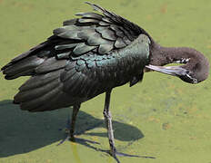 Glossy Ibis