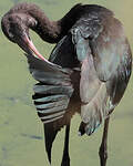 Ibis falcinelle