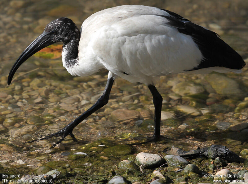 African Sacred Ibis