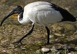 Ibis sacré