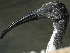 African Sacred Ibis