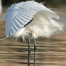 Aigrette garzette