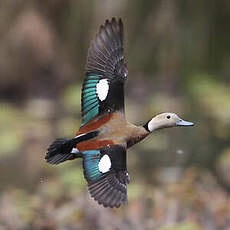 Canard à collier noir