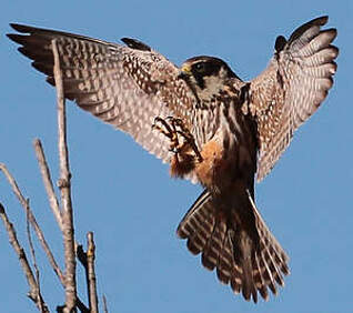Eurasian Hobby