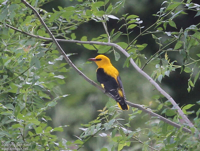 Eurasian Golden Oriole male adult, pigmentation