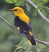 Eurasian Golden Oriole