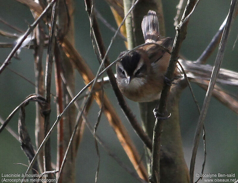 Moustached Warbler