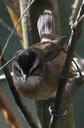 Moustached Warbler