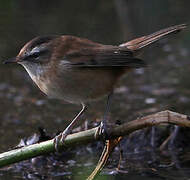 Moustached Warbler