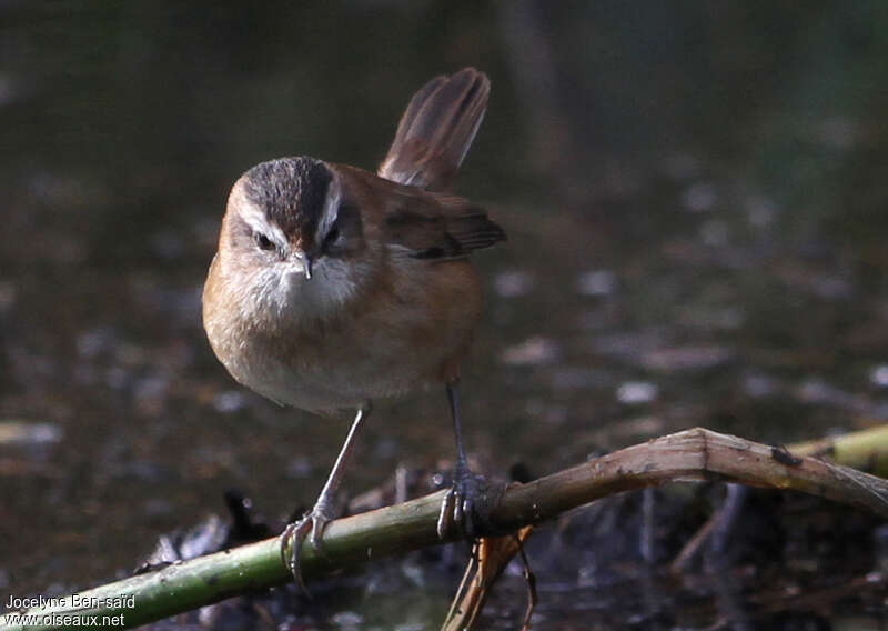 Moustached Warbler, close-up portrait