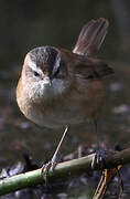 Moustached Warbler