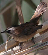 Moustached Warbler