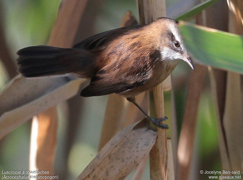 Moustached Warbler