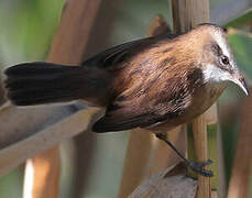 Moustached Warbler