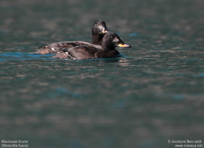 Velvet Scoter male Second year