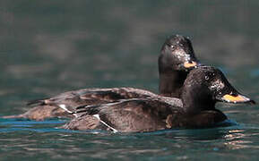 Velvet Scoter