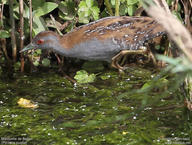 Baillon's Crake