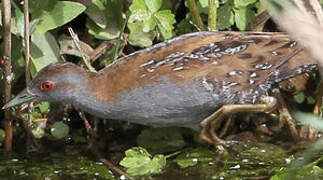 Baillon's Crake