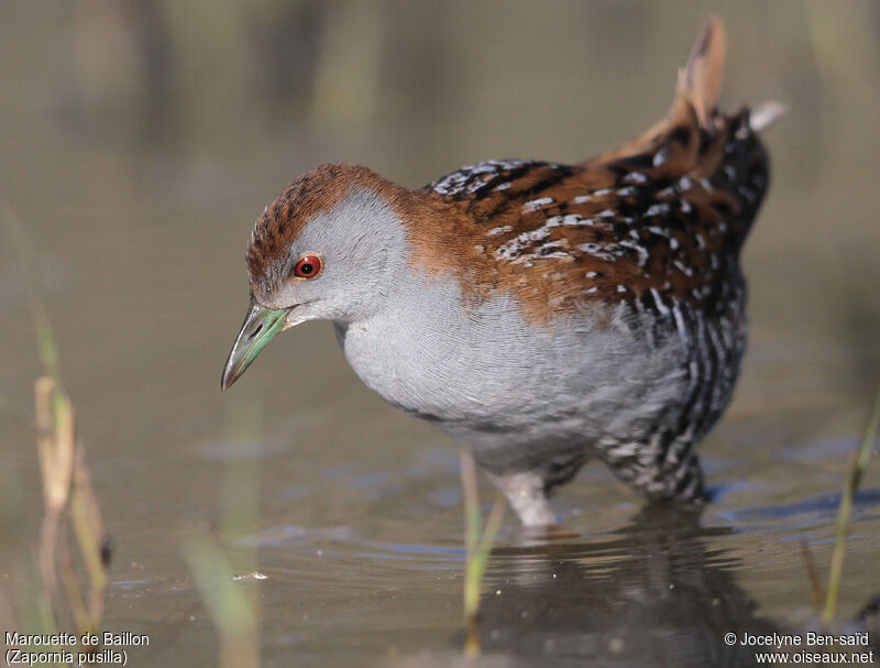 Baillon's Crake