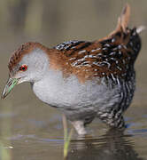 Baillon's Crake