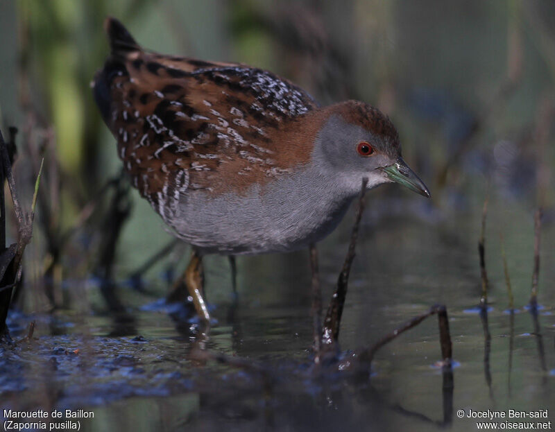 Baillon's Crake