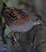 Baillon's Crake